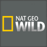 Nat Geo WILD (Нат Гео Вайлд) - телеканал о дикой природе, окружающей среде и удивительных существах, обитающих на Земле.